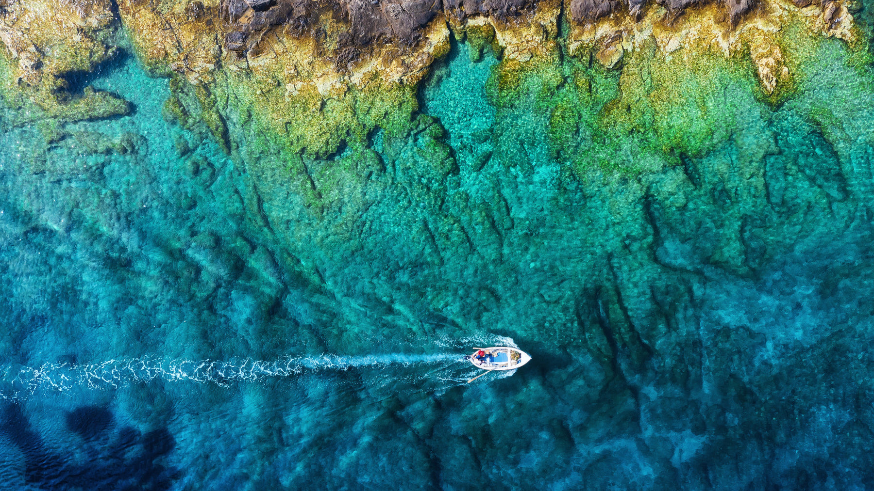 Découvrir la vie marine en mer avec un bateau semi-rigide : conseils d'observation et d'interaction responsable